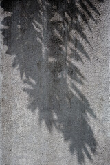 The abstract, artistic shadow of a tropical palm leaf is cast on a rough, textured grey concrete...
