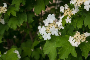 Blooming Viburnum vulgaris (Viburnum opulus) is a deciduous woody plant, a species of the genus...