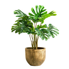 Vibrant tropical plant in a wooden planter