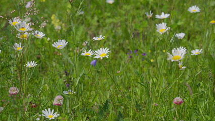 A Beautiful and Vibrant Wildflower Field in Full Bloom, Showcasing Natures Splendor and Diversity