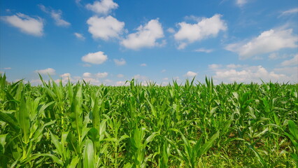 Obraz premium A Beautiful and Vibrant Cornfield Spreading Out Under a Clear and Bright Blue Sky Above