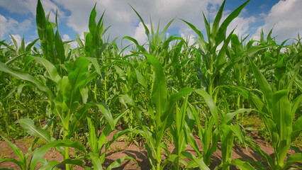 A Vibrant Corn Field Flourishing Under a Clear Blue Sky, Expanding As Far As The Eye Can See
