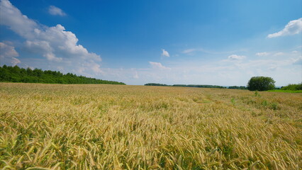 Golden Wheat Field Stretching Under a Brilliantly Bright Blue Sky Filled with Fluffy Clouds