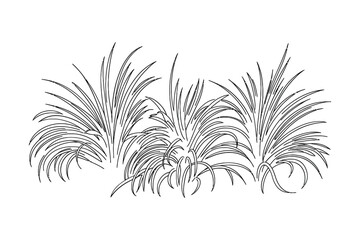 Stylized outline drawing of tall grasses