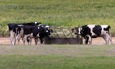 Dairy cows gathered around a hay feeder in a pasture consuming hay in rural southern Ontario Canada