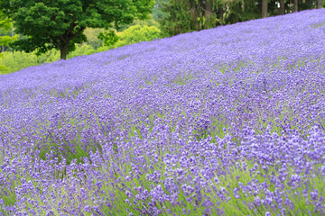 Vibrant Purple Lavender Field in Furano, Hokkaido, Japan