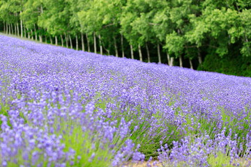 A gentle slope of vibrant lavender flowers leading up to a line of tall birch trees