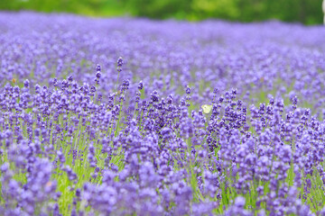 Vibrant Purple Lavender Field in Furano, Hokkaido, Japan