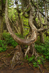Rainforest en Tofino Canada