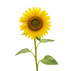 Obraz premium Vibrant Sunflower: A Single Bloom Against White