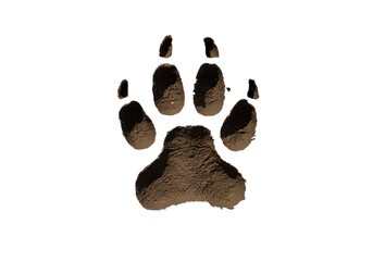 Isolated paw print in mud shows muddy animal track in nature trail with details visible