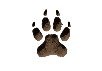 Isolated paw print in mud shows muddy animal track in nature trail with details visible