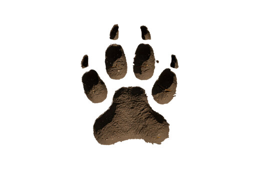 Isolated paw print in mud shows muddy animal track in nature trail with details visible