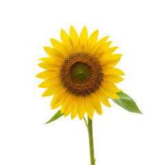 Fototapeta premium Vibrant Sunflower: A Close-Up View of Summer's Golden Bloom