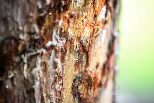 Close-Up of Tree Bark with Oozing Sap