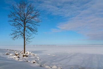 A single tree on the shore of the Gulf of Finland in the Lower Park of the Peterhof State Museum-Reserve on a sunny winter day, St. Petersburg, Russia