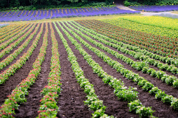 Colorful Flower Stripes at a Farm in Furano, Hokkaido, Japan
