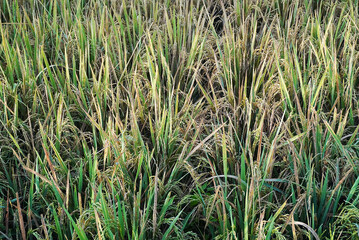 Obraz premium Golden Rice Paddy Field: A Harvest Ready Scene in Lush Green