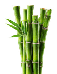 Obraz premium Bamboo growth and care greenhouse plant nature isolated on transparent background