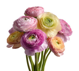 Colorful ranunculus bouquet arrangement floral bright isolated on transparent background