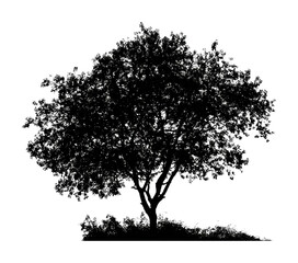 Fototapeta premium Silhouette of majestic tree nature scene plant tranquil isolated on transparent background