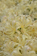 A cluster of white spider lilies on the walking path (close-up macro) / 遊歩道沿いに群生する白い彼岸花 (クローズアップ接写)