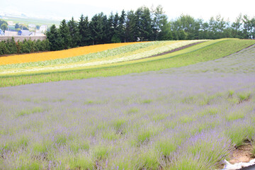 Colorful Lavender and Flower Fields in Furano, Hokkaido, Japan