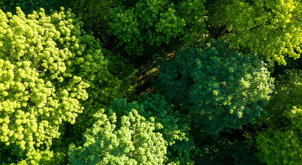 Naklejka premium Aerial view of a lush green forest canopy on a sunny day.