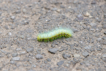 Fluffy Green Caterpillar on a Pavement