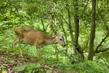 roe deer
