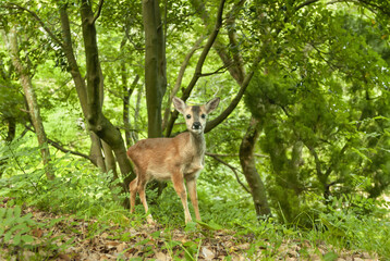 roe deer