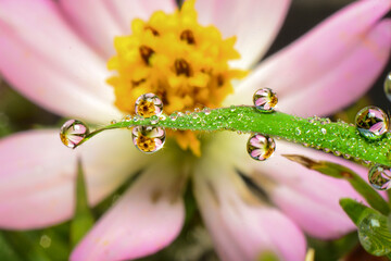 Nature's lens a stunning macro shot of a pink cosmos flower perfectly refracted in glistening...