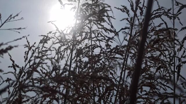 Silhouette of Heavy Metal switchgrass against a glowing sky, highlighting elegant grass forms and natural patterns for dramatic outdoor photography.