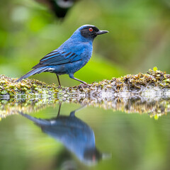 Masked Flowerpiercer perched with reflection