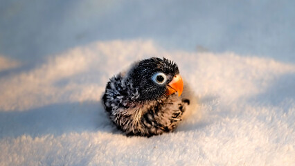 A tiny, vulnerable baby bird with dark fluffy feathers sits alone, a stark contrast against the cold, pristine white snow of winter