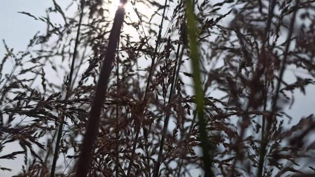 Silhouette of Heavy Metal switchgrass against a glowing sky, highlighting elegant grass forms and natural patterns for dramatic outdoor photography.