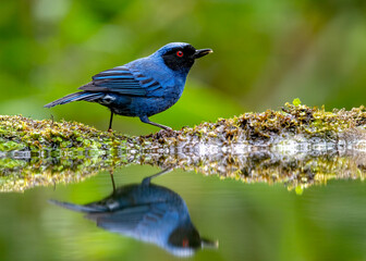 Masked Flowerpiercer perched with reflection