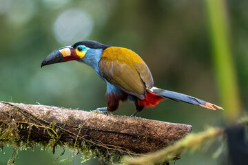 Plate-billed Mountain Toucan in Ecuadorian Cloud Forest