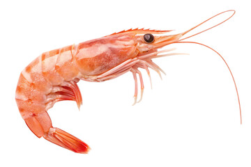 Fresh cooked shrimp with curved body and long antennae displayed without plate, isolated on a transparent background