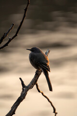 Pipit perché sur une branche au bord d'un lac