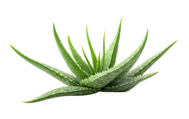Obraz premium Green aloe vera plant with spiky leaves isolated on transparent background