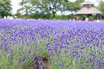 Vibrant Purple Lavender Field in Furano, Hokkaido, Japan