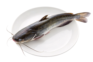 Fresh whole catfish with whiskers and fins on white plate, isolated on a transparent background