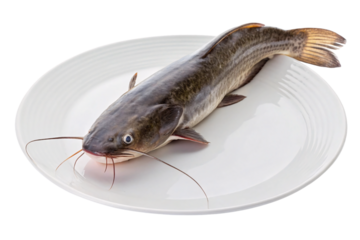 Fresh whole catfish with whiskers and fins on white plate, isolated on a transparent background