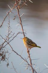 Serin soufré perchés sur une branche