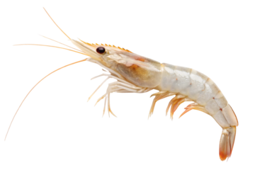 Large raw shrimp with curved body and prominent black eye against white, isolated on a transparent background