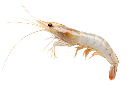 Large raw shrimp with curved body and prominent black eye against white, isolated on a transparent background
