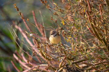 Petit passereau perché sur une branche