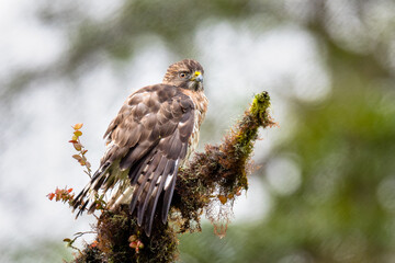 Broad-winged Hawk perched on mossy branch