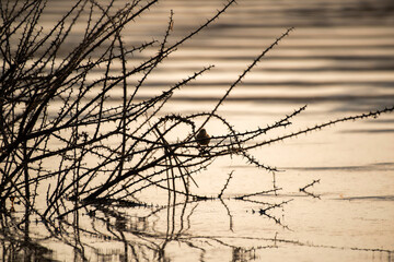 Pipit perché sur un arbuste épineux au bord d'un lac
